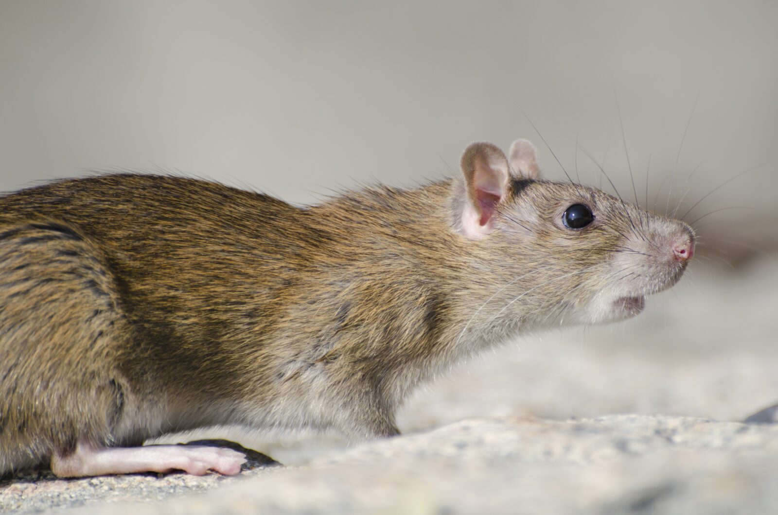 Control your rodents in Phoenix metro with Green Beard Pest Control
